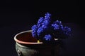 Blue Grape Hyacinth, Muscari armeniacum flowers in a green clay