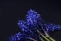 Blue Grape Hyacinth, Muscari armeniacum flowers with strong cont Royalty Free Stock Photo