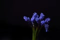 Blue Grape Hyacinth, Muscari armeniacum flowers with strong cont Royalty Free Stock Photo