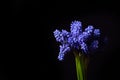 Blue Grape Hyacinth, Muscari armeniacum flowers with strong cont Royalty Free Stock Photo