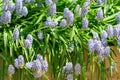 Blue grape hyacinth, Muscari Armeniacum flowers in wooden box Royalty Free Stock Photo