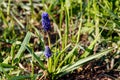 Blue grape hyacinth Muscari flower in garden Royalty Free Stock Photo