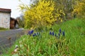 Blue grape hyacinth (Muscari) flowers and yellow border forsythia