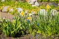 Blue grape hyacinth and white yellow narcissus flowers under the bright sun. Beautiful flowers in spring garden Royalty Free Stock Photo