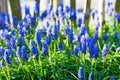 Blue grape hyacinths blooming in the garden under the sunlight.