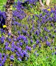 Blue grape hyacinths in the green grass with 2 yellow dandelion flowers
