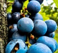 Blue grape in old vineyard