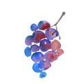 Blue grape watercolor sketch.