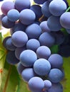 Blue grapes Royalty Free Stock Photo