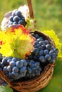 Blue grapes in a basket