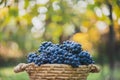 Blue grapes on the basket on the wooden table Royalty Free Stock Photo