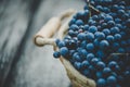 Blue grapes on the basket on the wooden table Royalty Free Stock Photo