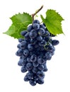 Blue grapes bunch isolated on white background Royalty Free Stock Photo