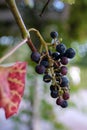 Blue grapes closeup on blurry background