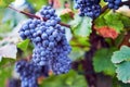 Blue grapes on grapevine in autumn Royalty Free Stock Photo