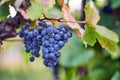 Blue grapes on grapevine in autumn Royalty Free Stock Photo