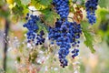 Blue grapes on grapevine, vineyard in autumn Royalty Free Stock Photo