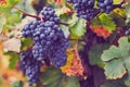 Blue grapes on grapevine , vineyard before harvest Royalty Free Stock Photo