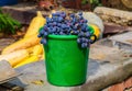 Blue grapes in green bucket Royalty Free Stock Photo