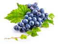 Blue grapes with green leaf healthy eating. Royalty Free Stock Photo