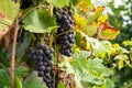 Blue grapes with green leaves in the vineyards