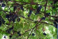 Blue Grapes hanging from vine