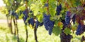 Blue grapes hanging in the vineyard, wide shot