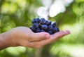 Blue grapes harvest in farmers hand on grass background Royalty Free Stock Photo