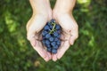 Blue grapes harvest in farmers hands on grass background