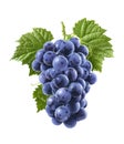 Blue grapes isolated on white background. Vertical composition Royalty Free Stock Photo