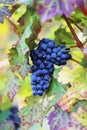 Blue grapes Royalty Free Stock Photo