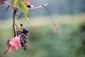 Blue grapes and leaf hanging from vine