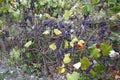 Blue grapes with leaves, on a vine, in autumn, tendrils on a trellis Royalty Free Stock Photo