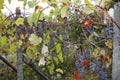 Blue grapes with leaves, on a vine, in autumn, tendrils on a trellis Royalty Free Stock Photo