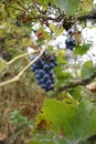 Blue grapes with leaves, on a vine, in autumn, tendrils on a trellis Royalty Free Stock Photo