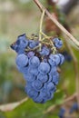 Blue grapes with leaves, on a vine, in autumn, tendrils on a trellis Royalty Free Stock Photo