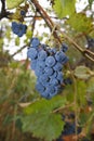 Blue grapes with leaves, on a vine, in autumn, tendrils on a trellis Royalty Free Stock Photo