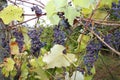 Blue grapes with leaves, on a vine, in autumn, tendrils on a trellis Royalty Free Stock Photo