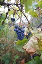 Blue grapes with leaves, on a vine, in autumn, tendrils on a trellis Royalty Free Stock Photo