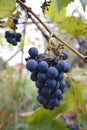 Blue grapes with leaves, on a vine, in autumn, tendrils on a trellis Royalty Free Stock Photo