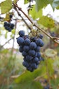 Blue grapes with leaves, on a vine, in autumn, tendrils on a trellis Royalty Free Stock Photo