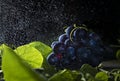 Blue grapes and leaves with water spay on a dark background. Copy space