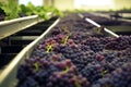 Blue grapes are lying on a conveyor belt at the red wine production