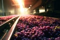 Blue grapes are lying on a conveyor belt at the red wine production Royalty Free Stock Photo