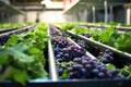 Blue grapes are lying on a conveyor belt at the red wine production