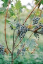 Blue grapes ripen on branches among supports in a vineyard