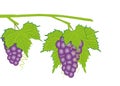 Blue grapes vector