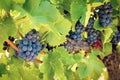 Blue grapes on a vine in France Royalty Free Stock Photo