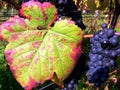 Blue grapes on the vine with grape leaves in autumn colors Royalty Free Stock Photo