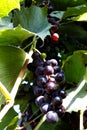 Blue grapes on a vine among green leaves. Vertical photo of autumn harvest Royalty Free Stock Photo